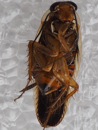 Euphyllodromia chopardi